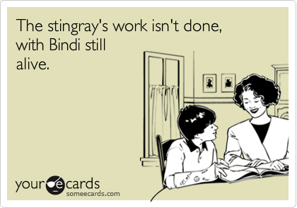 The stingray's work isn't done,
with Bindi still
alive.