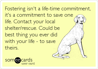 Fostering isn't a life-time commitment,
it's a commitment to save one
life. Contact your local 
shelter/rescue. Could be
best thing you ever did
with your life - to save
theirs.