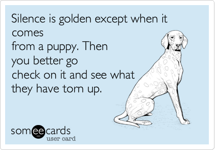 Silence is golden except when it comes
from a puppy. Then
you better go
check on it and see what
they have torn up.