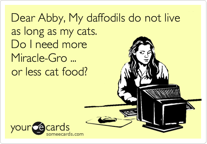 Dear Abby, My daffodils do not live as long as my cats.  
Do I need more
Miracle-Gro ... 
or less cat food?