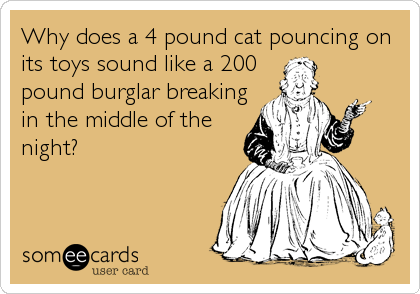 Why does a 4 pound cat pouncing on
its toys sound like a 200
pound burglar breaking
in the middle of the
night?