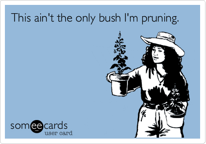 This ain't the only bush I'm pruning.