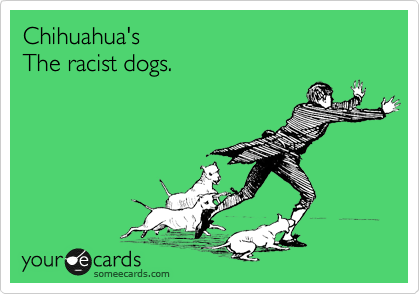 Chihuahua's
The racist dogs.