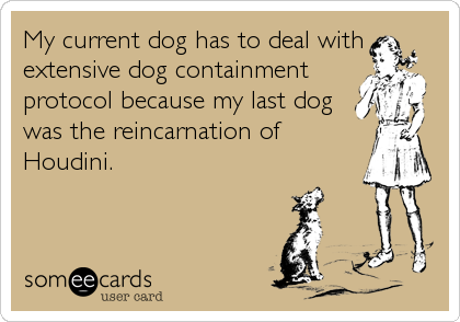 My current dog has to deal with
extensive dog containment
protocol because my last dog
was the reincarnation of
Houdini.