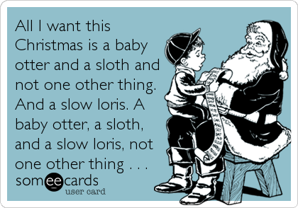 All I want this
Christmas is a baby
otter and a sloth and
not one other thing.
And a slow loris. A
baby otter, a sloth,
and a slow loris, not
one other thing . . .