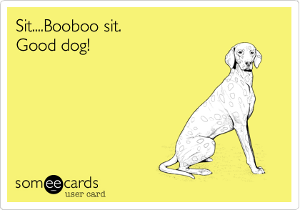 Sit....Booboo sit.                                            Good dog!