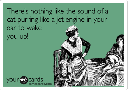 There's nothing like the sound of a cat purring like a jet engine in your ear to wake
you up! 