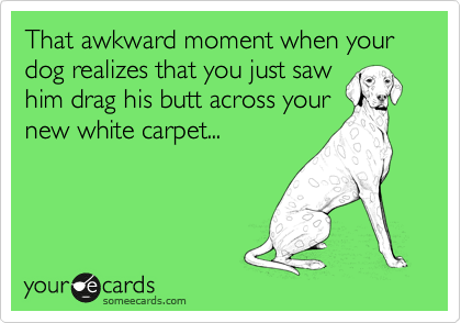 That awkward moment when your dog realizes that you just saw 
him drag his butt across your
new white carpet...