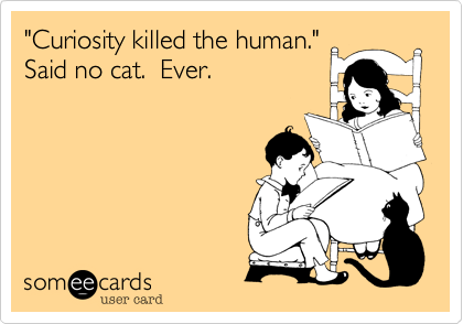 "Curiosity killed the human."
Said no cat.  Ever. 