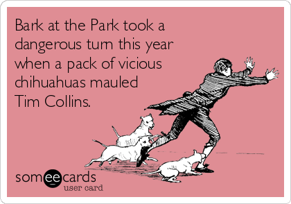 Bark at the Park took a 
dangerous turn this year
when a pack of vicious 
chihuahuas mauled
Tim Collins.