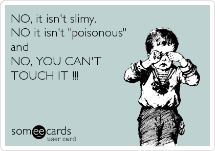NO, it isn't slimy.
NO it isn't "poisonous"
and
NO, YOU CAN'T
TOUCH IT !!!