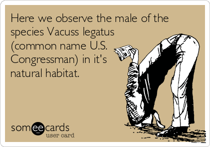 Here we observe the male of the
species Vacuss legatus
(common name U.S.
Congressman) in it's
natural habitat.