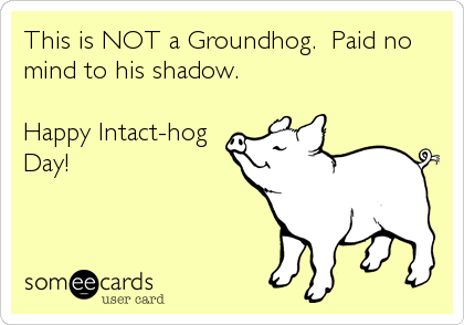 This is NOT a Groundhog.  Paid no
mind to his shadow.

Happy Intact-hog
Day!