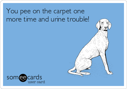 You pee on the carpet one
more time and urine trouble!