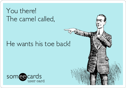 You there! 
The camel called,


He wants his toe back!