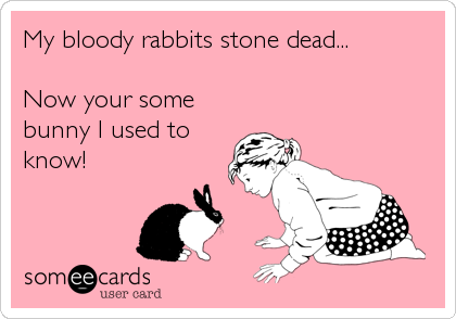 My bloody rabbits stone dead...

Now your some
bunny I used to
know!