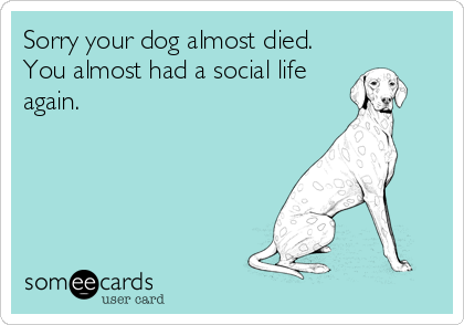 Sorry your dog almost died.
You almost had a social life
again.
