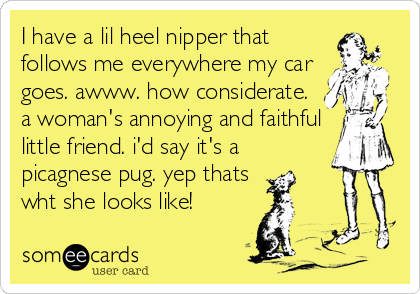 I have a lil heel nipper that
follows me everywhere my car
goes. awww. how considerate.
a woman's annoying and faithful
little friend. i'd say it's a<br %2