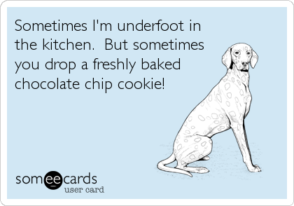 Sometimes I'm underfoot in
the kitchen.  But sometimes
you drop a freshly baked
chocolate chip cookie!