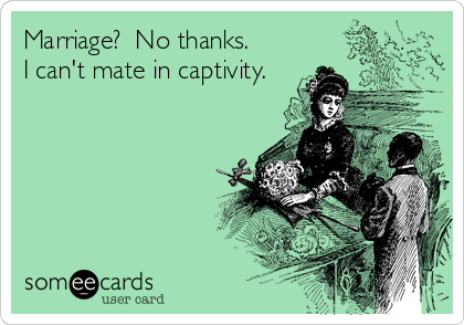 Marriage?  No thanks. 
I can't mate in captivity.