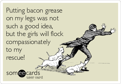Putting bacon grease
on my legs was not 
such a good idea,
but the girls will flock
compassionately
to my
rescue!