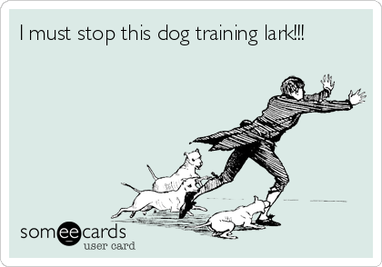 I must stop this dog training lark!!!