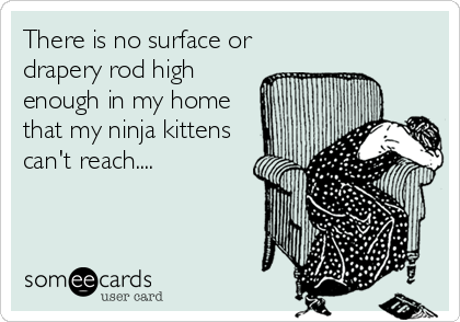 There is no surface or
drapery rod high
enough in my home
that my ninja kittens
can't reach....
