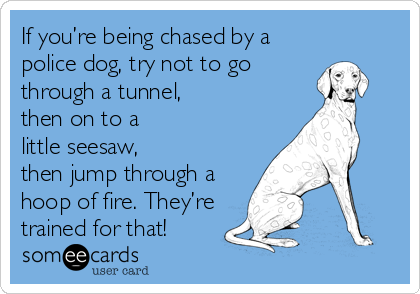 If you’re being chased by a
police dog, try not to go
through a tunnel,
then on to a
little seesaw,
then jump through a
hoop of fire. They’re
trained for that!