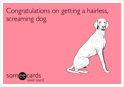 Congratulations on getting a hairless,
screaming dog.