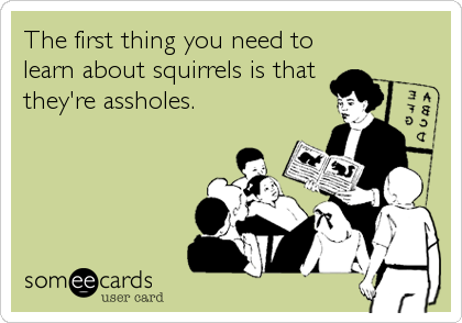 The first thing you need to
learn about squirrels is that
they're assholes.