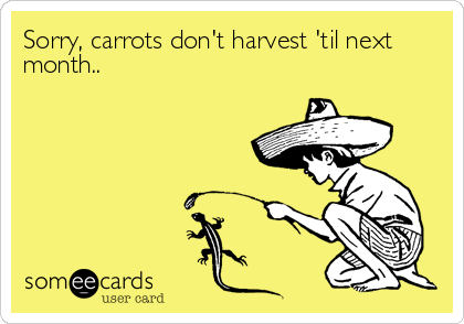 Sorry, carrots don't harvest 'til next
month..