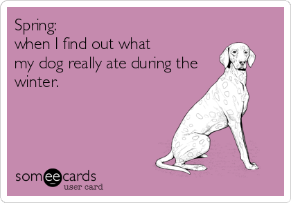 Spring: 
when I find out what
my dog really ate during the
winter.