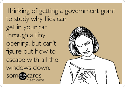 Thinking of getting a government grant
to study why flies can
get in your car
through a tiny
opening, but can’t
figure out how to
escape with all the
windows down.