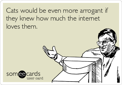 Cats would be even more arrogant if
they knew how much the internet
loves them.
