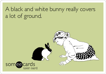 A black and white bunny really covers
a lot of ground.