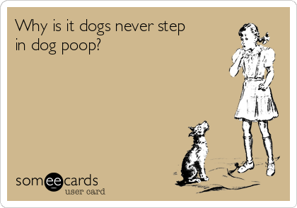 Why is it dogs never step
in dog poop?