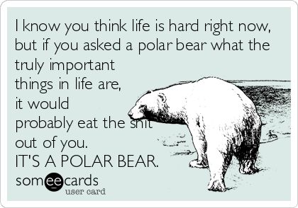 I Know You Think Life Is Hard Right Now But If You Asked A Polar Bear