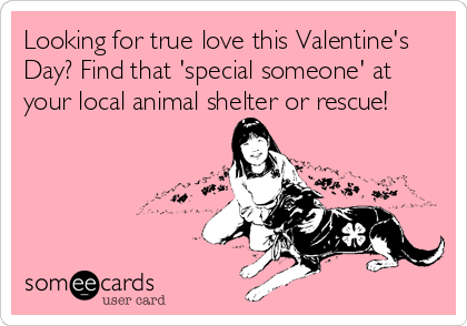 Looking for true love this Valentine's
Day? Find that 'special someone' at
your local animal shelter or rescue!
