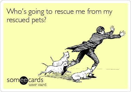 Who's going to rescue me from my
rescued pets?