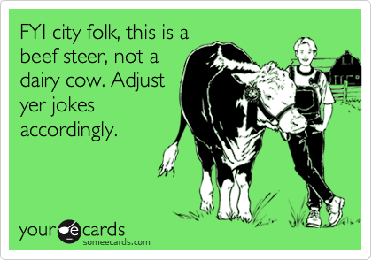 FYI city folk, this is a
beef steer, not a
dairy cow. Adjust
yer jokes
accordingly.