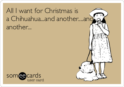All I want for Christmas is
a Chihuahua...and another....and
another...