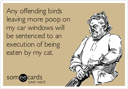 Any offending birds
leaving more poop on
my car windows will
be sentenced to an
execution of being
eaten by my cat.