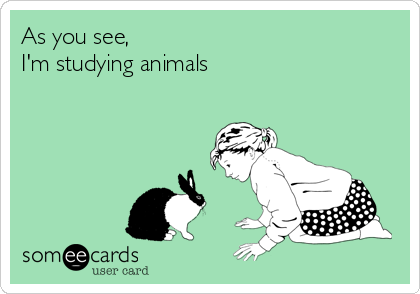 As you see,
I'm studying animals 