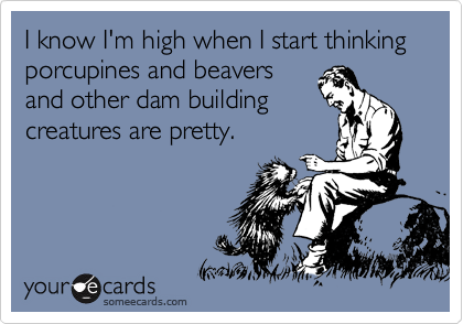 I know I'm high when I start thinking porcupines and beavers
and other dam building
creatures are pretty.