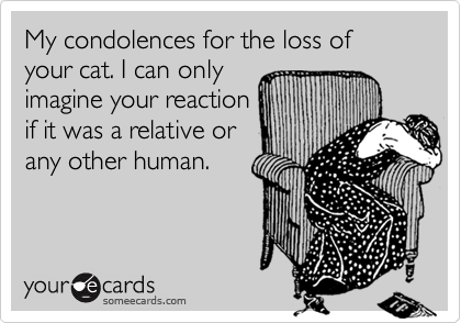 My condolences for the loss of your cat. I can only
imagine your reaction
if it was a relative or
any other human.