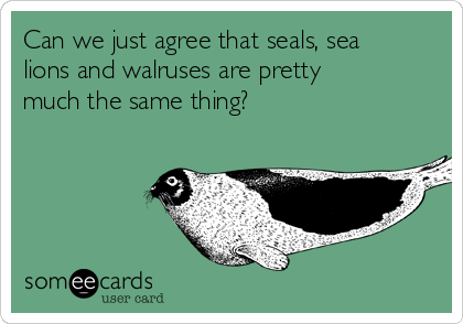 Can we just agree that seals, sea
lions and walruses are pretty
much the same thing?