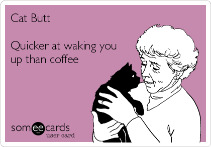 Cat Butt

Quicker at waking you
up than coffee 