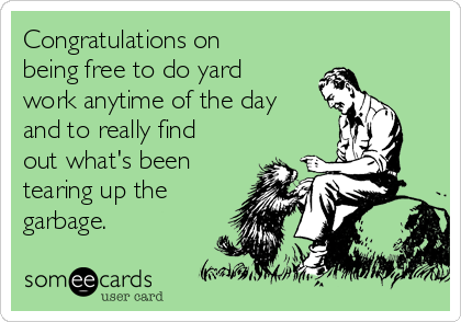 Congratulations on
being free to do yard
work anytime of the day
and to really find
out what's been
tearing up the
garbage.