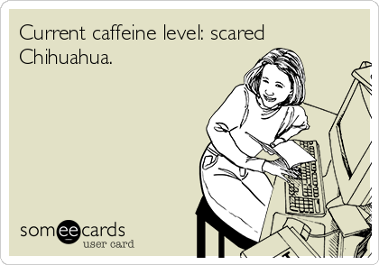 Current caffeine level: scared
Chihuahua.