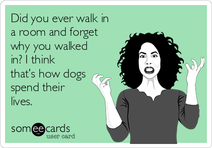 Did you ever walk in
a room and forget
why you walked
in? I think
that’s how dogs
spend their
lives.